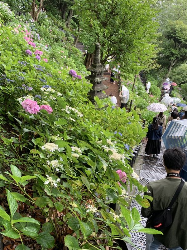 Tokyo Private Tour - Hase's garden in June.  Its slope is filled with blooming hydrangea.