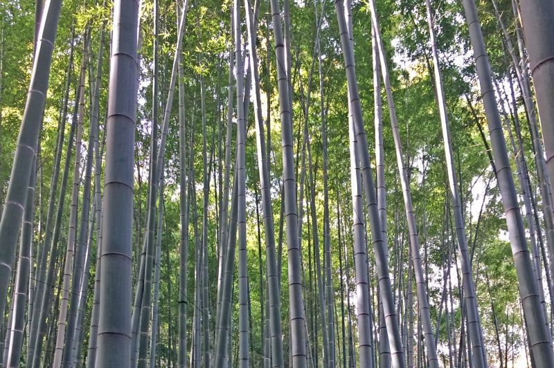 Tokyo Private Tour - Beautiful bamboo grove in Hokokuji Temple.