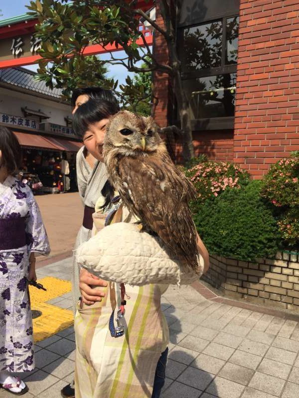 Tokyo Private Tour - Owl on girl's shoulder