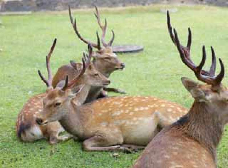 Nara Private Tour - Deers in Nara park