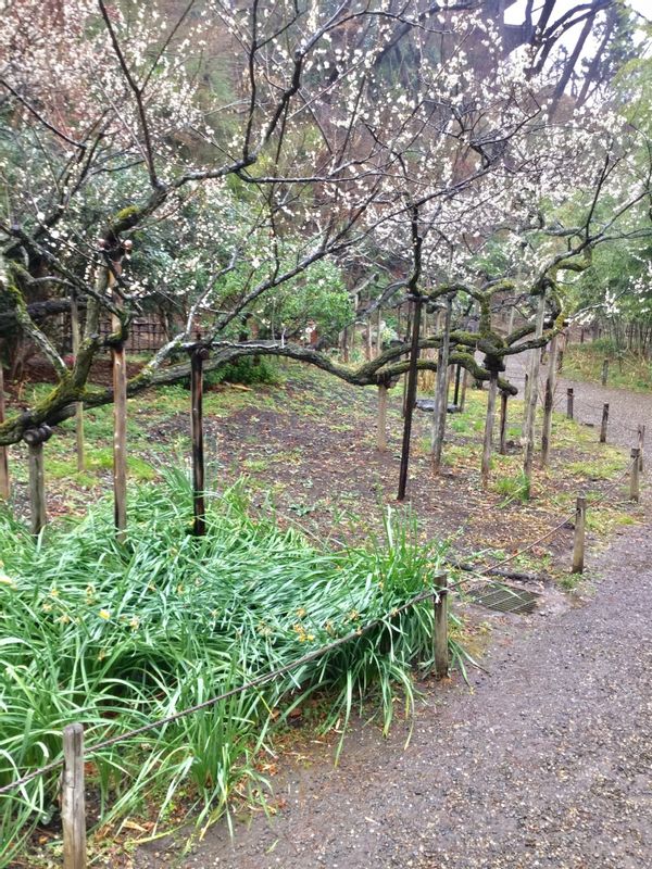 Yokohama Private Tour - Plum Blossom Viewing. This plum tree is like a dragon crawling around the ground.