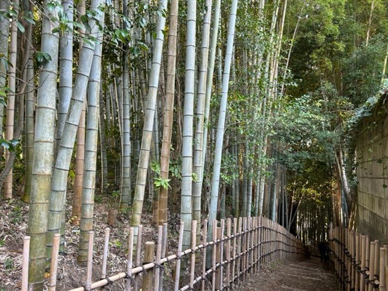 Chiba Private Tour - Bamboo Street