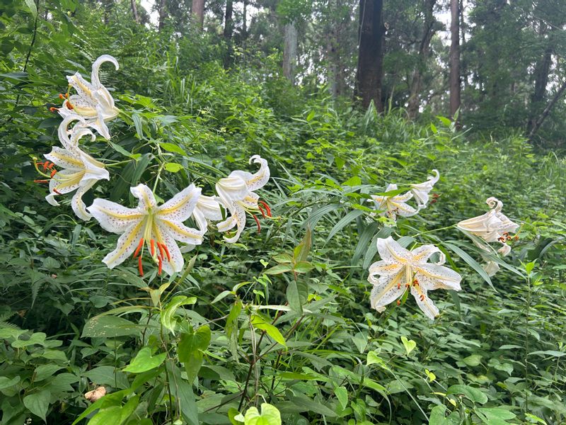 Chiba Private Tour - DIC Kawamura Museum garden