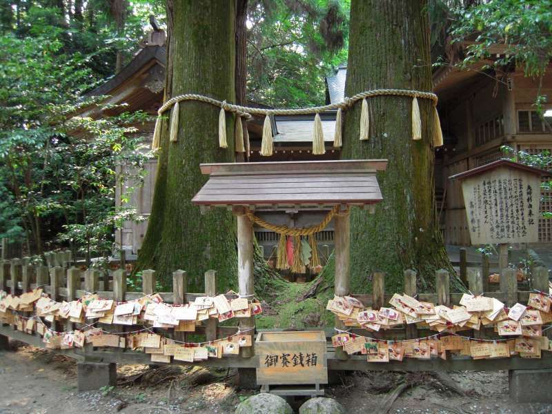 Fukuoka Private Tour - Takachiho shrine.  These two Japanese ceders' roots are connected each other.  Hold your partner's  hand and walk around these ceders three times, your relationships will get stronger and deeper.