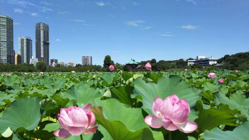 Tokyo Private Tour - Shinobazu pond's beautiful lotus. (Ueno park)