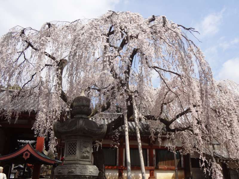 Nara Private Tour - Cherry blossom at Himura Shrine. This is a part of Nara Park, and located at the next to Todaiji Temple.