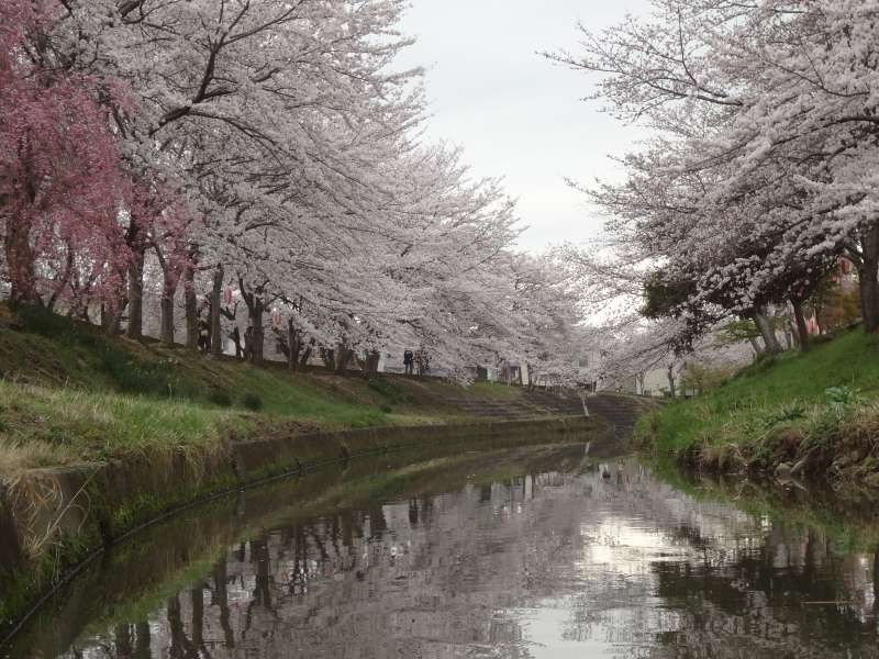 Nara Private Tour - Cherry blossom at Sahogawa River.Best timing to see the blossoming is around the first week of April.