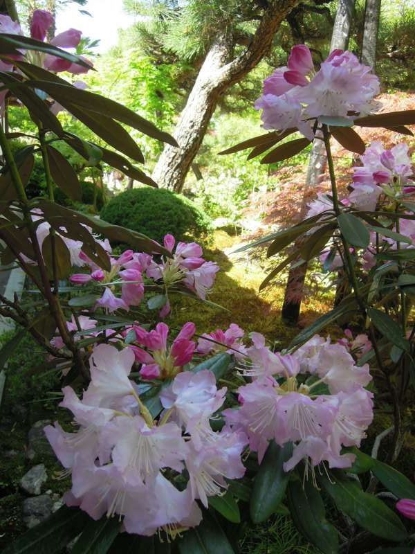 Kyoto Private Tour - Peony in bloom at Jojako-ji Temple, Arashiyama
