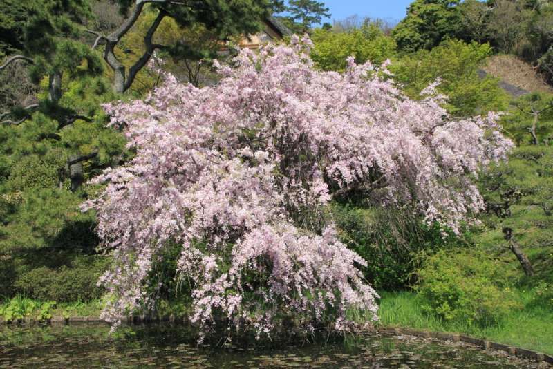 Kamakura Private Tour - 