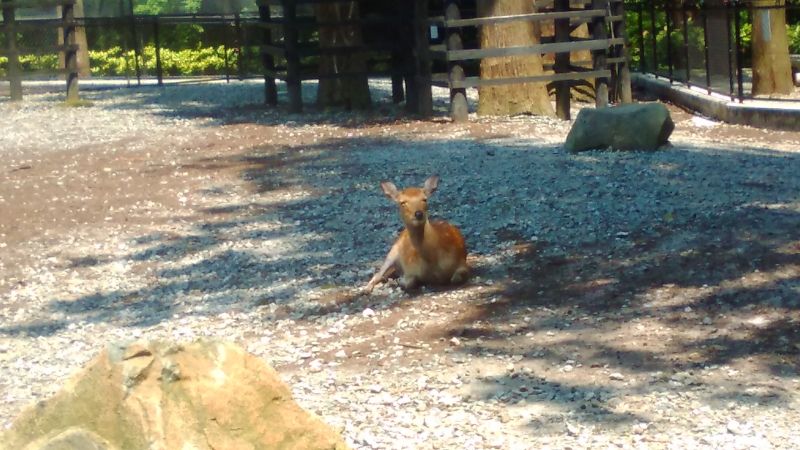 Niigata Private Tour - Dieties' messenger, dears are also in the precinct.