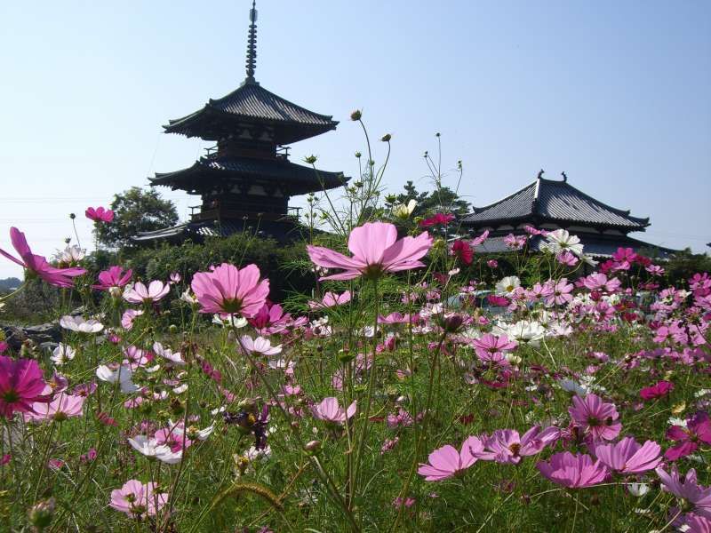 Nara Private Tour - Houki-ji Temple and Three-storied Pagoda
(National treasure, Asuka period)