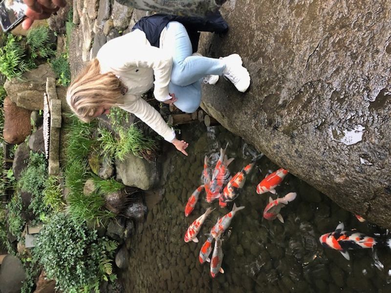 Tokyo Private Tour - Many Carp in the pond at Japanese garden