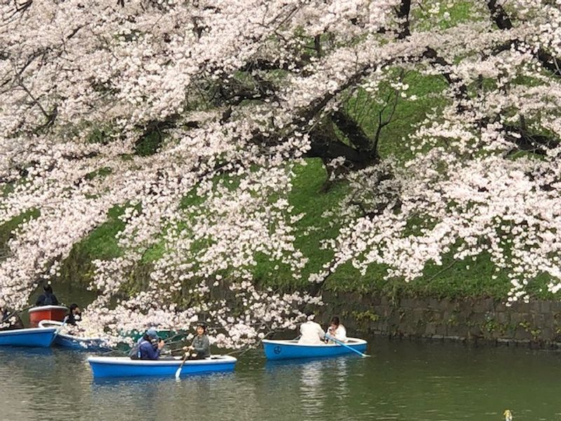 Tokyo Private Tour - Chidorigafuchi, a mecca of cheery blossom in Tokyo