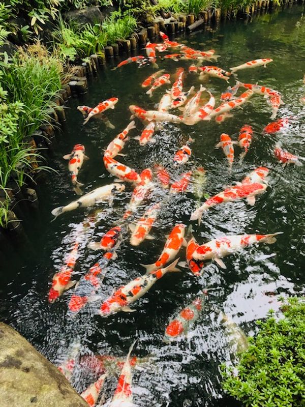 Tokyo Private Tour - colored carp