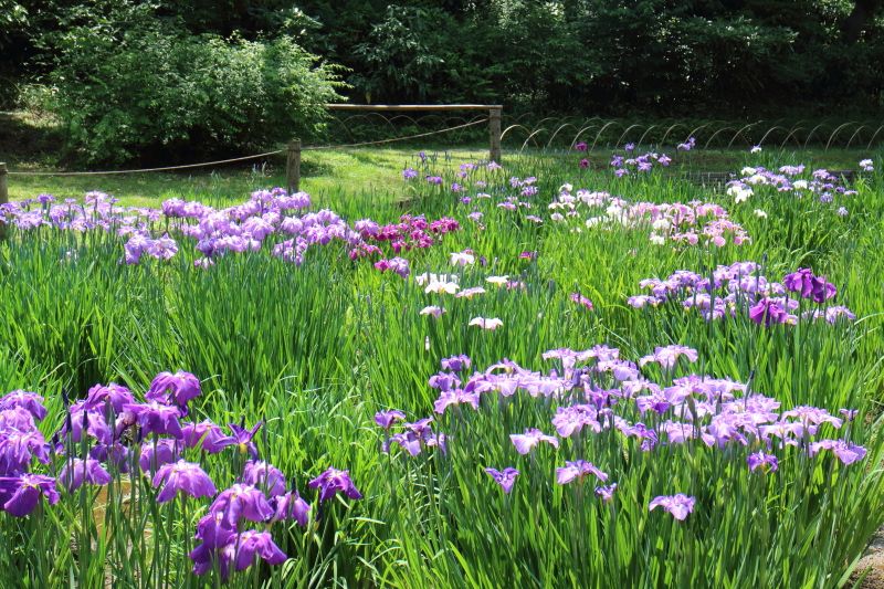 Tokyo Private Tour - Iris garden in  Meji shrine