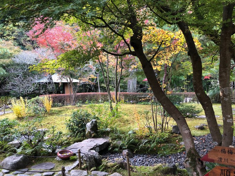 Kamakura Private Tour - beautiful trees in Kamakura