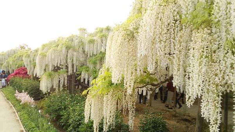 Tokyo Private Tour - White wisteria in Ashikaga Flower Park