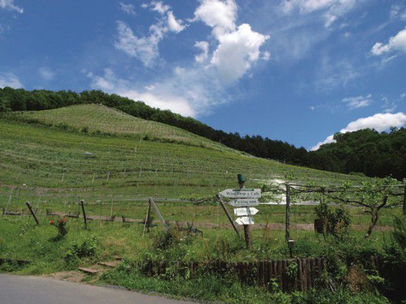 Tokyo Private Tour - Let's enjoy tasting wine and lovely view at Coco Farm & Winery