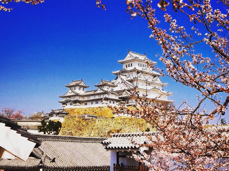 Himeji Private Tour - Himeji Castle with cherryblossoms 