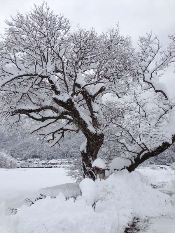 Shiga Private Tour - [Feb.] The Willow Tree Standing in Heavy Snow with Great Dignity, on Which the Angel Hung Her Plumage (From “Plumage Legend”) 