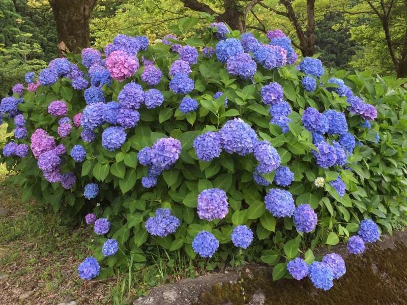 Shiga Private Tour - [Jun.] Hydrangea Garden at Yogo Lakeside (1 of 3)