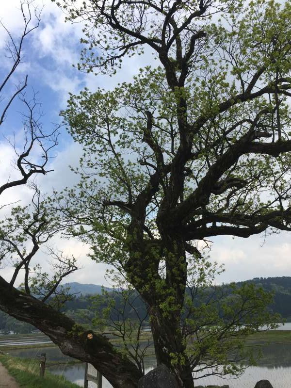 Shiga Private Tour - [May] The Willow Tree in Green Season, on Which the Angel Hung Her Plumage (From “Plumage Legend”) (2 of 2)