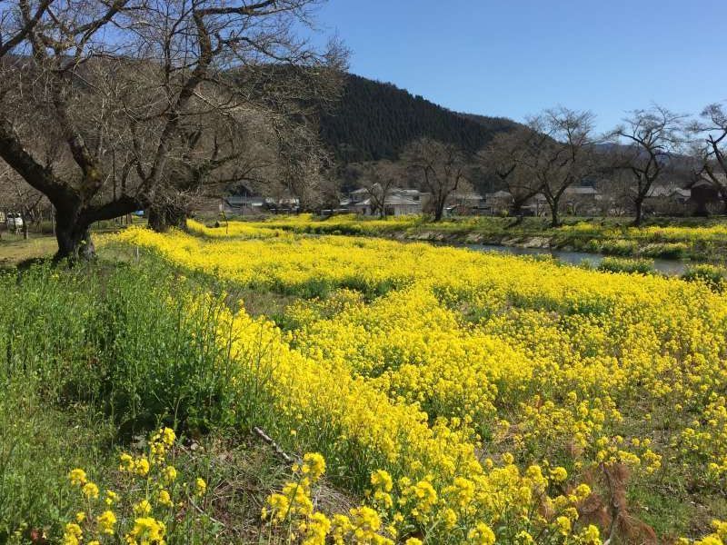 Shiga Private Tour - [Mar.] Yellow Field Mustard along the Yogo River, a Symbol of Early Spring