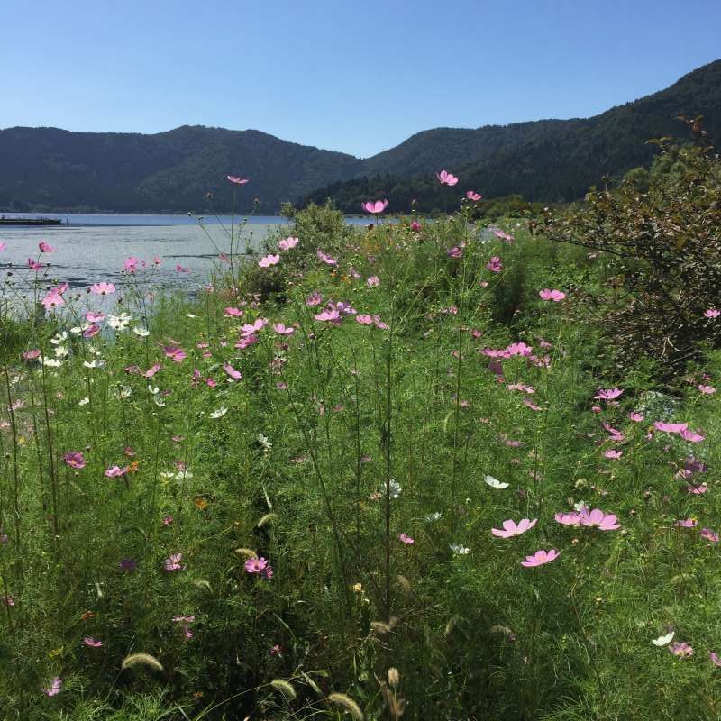 Shiga Private Tour - [Sep.] Mexican Aster Blossoms at Lake Yogo 