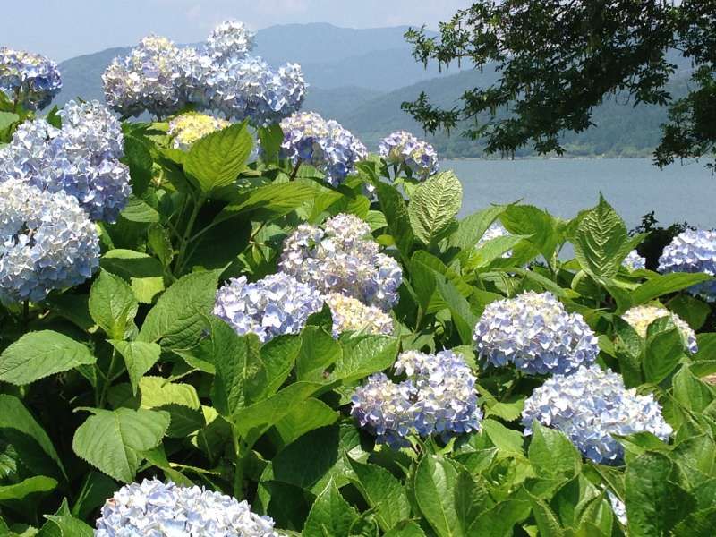 Shiga Private Tour - [Jun.] Hydrangea Garden at Yogo Lakeside (2 of 3)