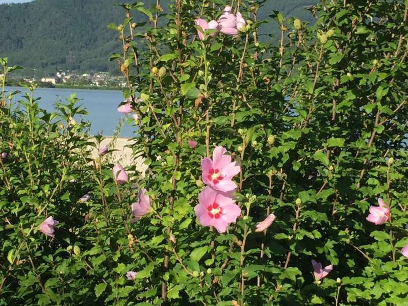 Shiga Private Tour - [Aug.] Wildflowers Modestly Blooming along a Walkway of Lake Yogo (2 of 2)