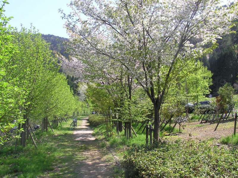 Shiga Private Tour - [May] Walkway along Lake Yogo