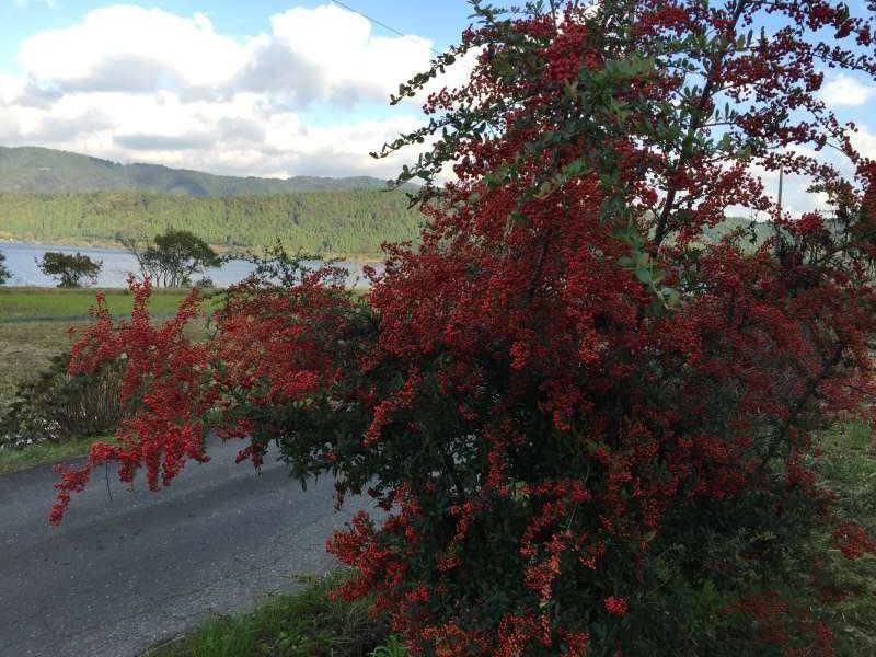 Shiga Private Tour - [Nov.] Wild Plants along Lake Yogo