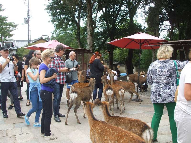 Nara Private Tour - Nara Park, Nara city, Nara