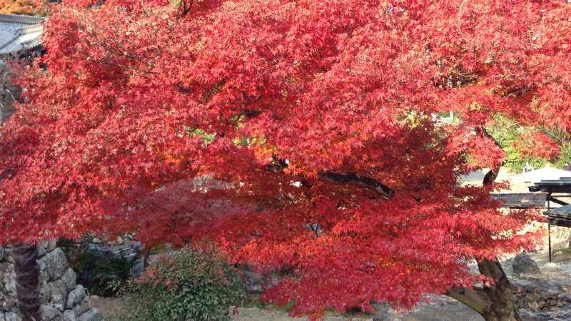 Shiga Private Tour - [Nov.] Autumnal Leaves at Keisoku-ji Temple (2 of 2)