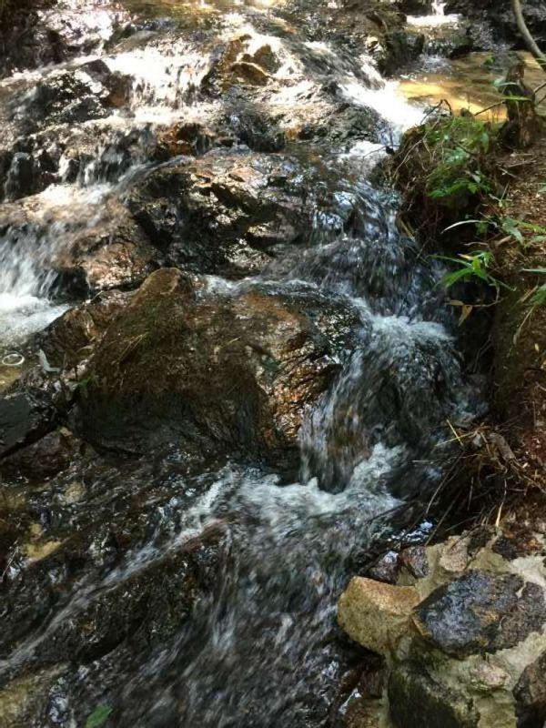 Shiga Private Tour - [Aug.] The Forest & Wetland of "Yamakado Suigen" (3 of 3) 