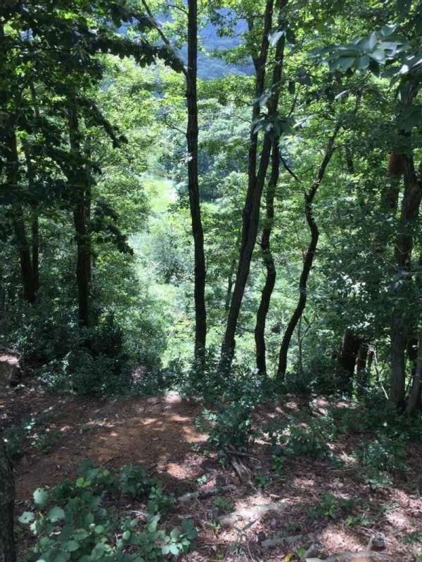 Shiga Private Tour - [Aug.] The Forest & Wetland of "Yamakado Suigen" (1 of 3) 