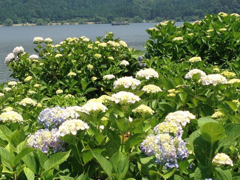 Shiga Private Tour - [Jun.] Hydrangea Garden at Yogo Lakeside (3 of 3)