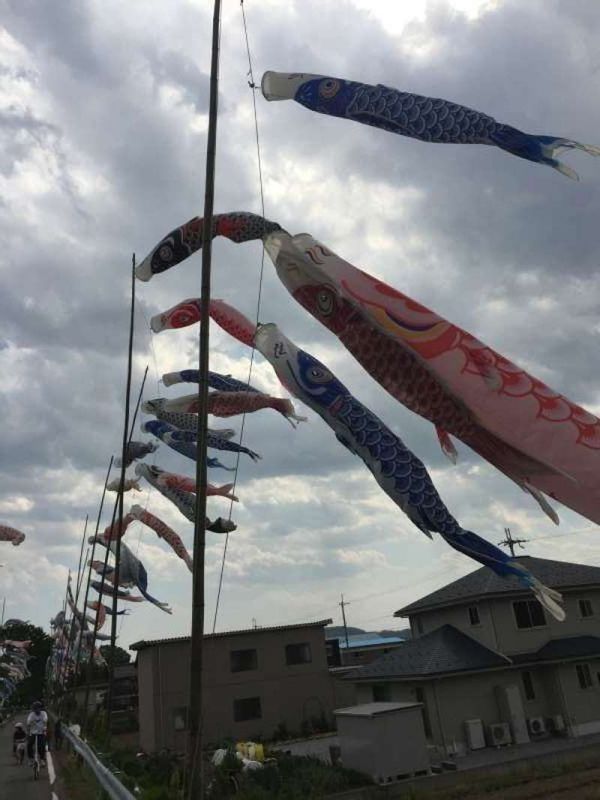 Shiga Private Tour - [May] Swiftly Swimming Carp Banners on the Boys Festival Day