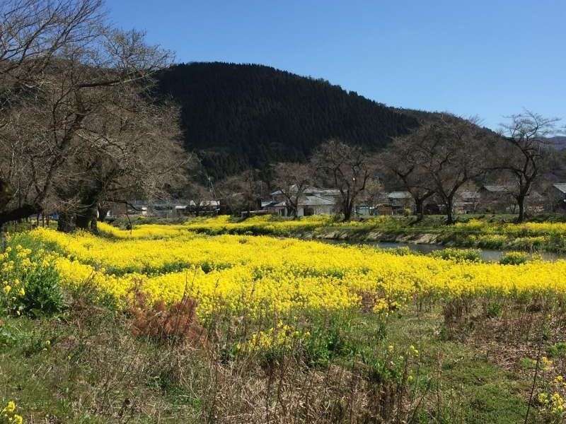 Shiga Private Tour - [Mar.] Yellow Field Mustard along the Yogo River, a Symbol of Early Spring (1 of 2)