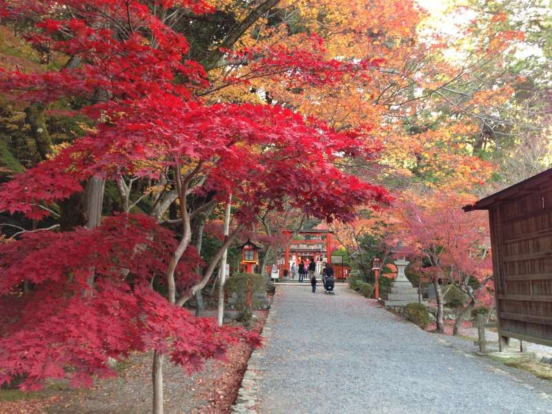 Shiga Private Tour - [Dec.] Autumnal Leaves at Keisoku-ji Temple (1 of 2)