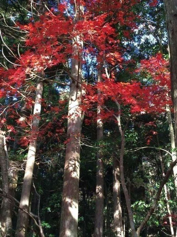 Shiga Private Tour - [Nov.] Autumnal Leaves at Keisoku-ji Temple (1 of 2)