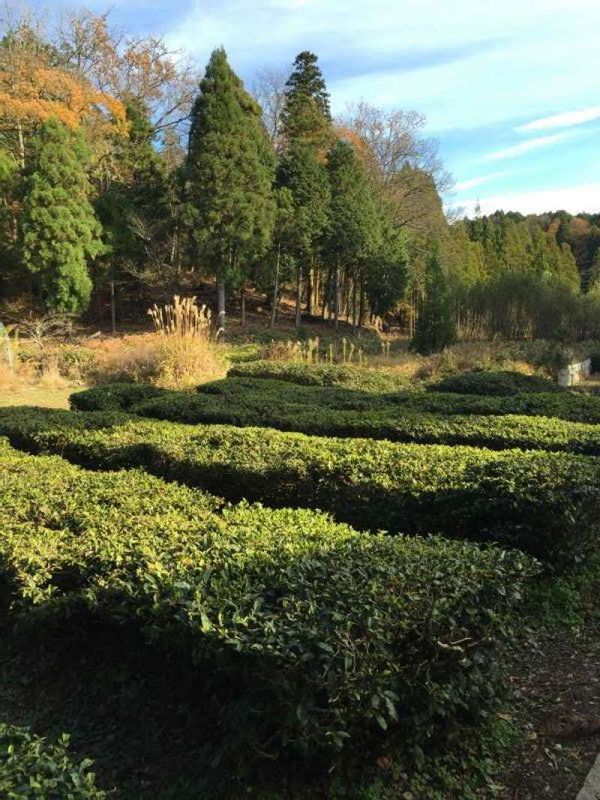 Shiga Private Tour - [Nov.] The Tea Gargens, an Approach to Keisoku-ji Temple  