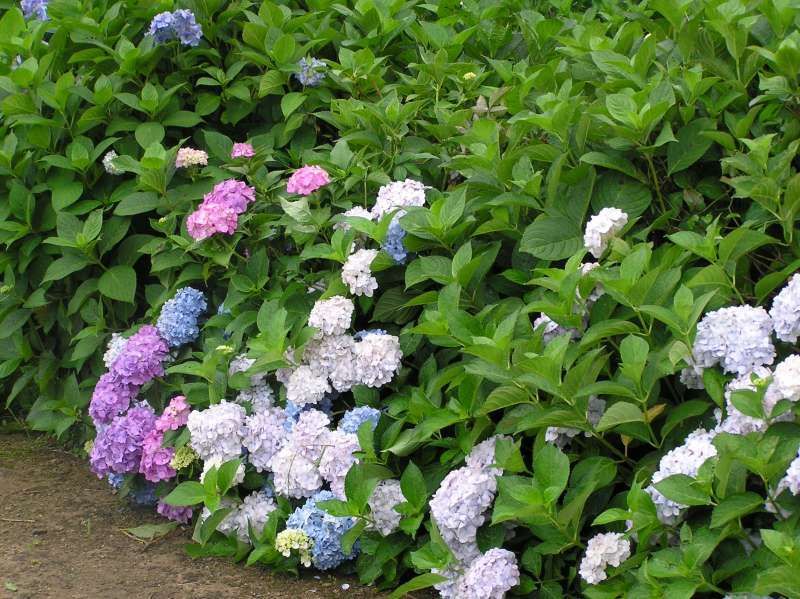 Shiga Private Tour - [July] Hydrangea Garden at Yogo Lakeside (1 of 2)