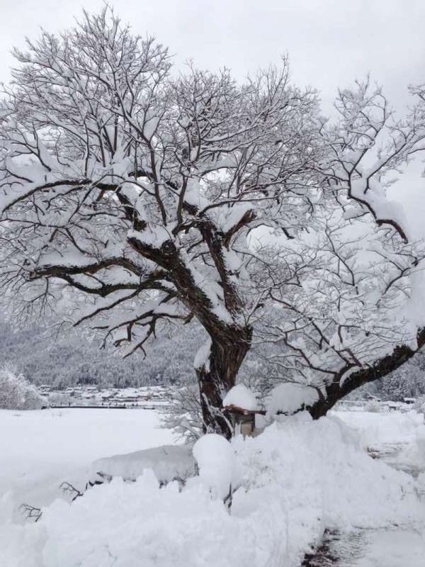 Shiga Private Tour - [Jan.] The Monument of Haiku Poem by Rotsu (路通), a Disciple of the Famous Haiku Poet Basho