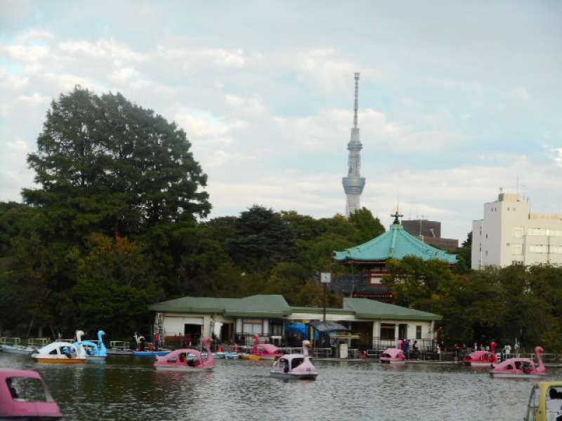 Tokyo Private Tour - Shinobazu Pond: Cycle boat 600 yen per 30 minutes/ Swan boat 700 yen per 30 minutes 