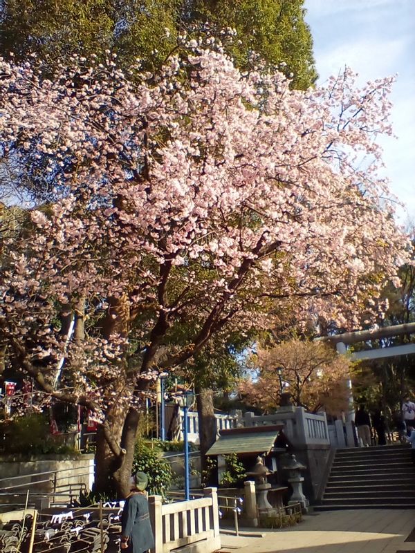 Tokyo Private Tour - Ookanzakura (March 3, 2020)