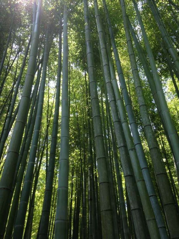 Kamakura Private Tour - Bamboo forest at Hokokuji temple (C1)