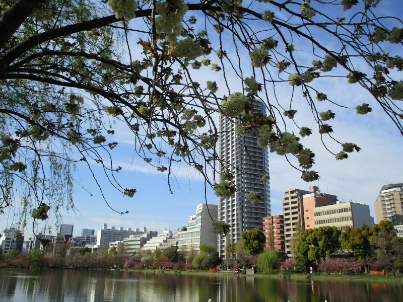 Tokyo Private Tour - Ueno Park (April 14, 2019)