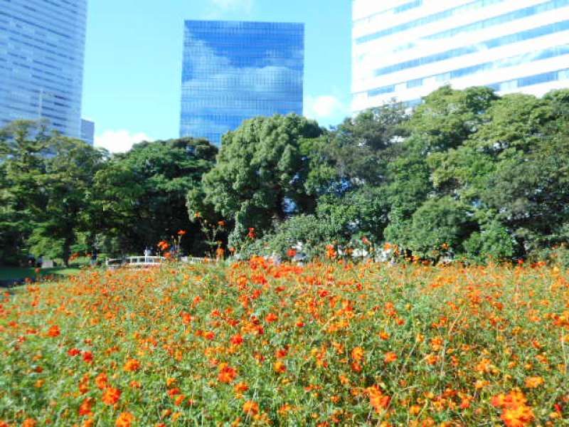 Tokyo Private Tour - Cosmos at Hamarikyu Gardens