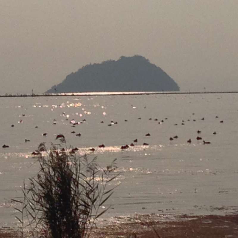 Shiga Private Tour - [Autumn] Chikubu-shima Island (竹生島), Seen from Hokoen Park (豊公園)